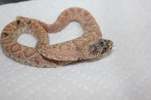 New Eastern Diamondback Morph?