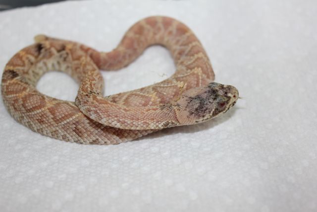 New Eastern Diamondback Morph?