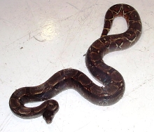 Honduran