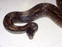 Honduran