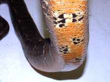 Honduran
