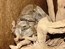 Honduran