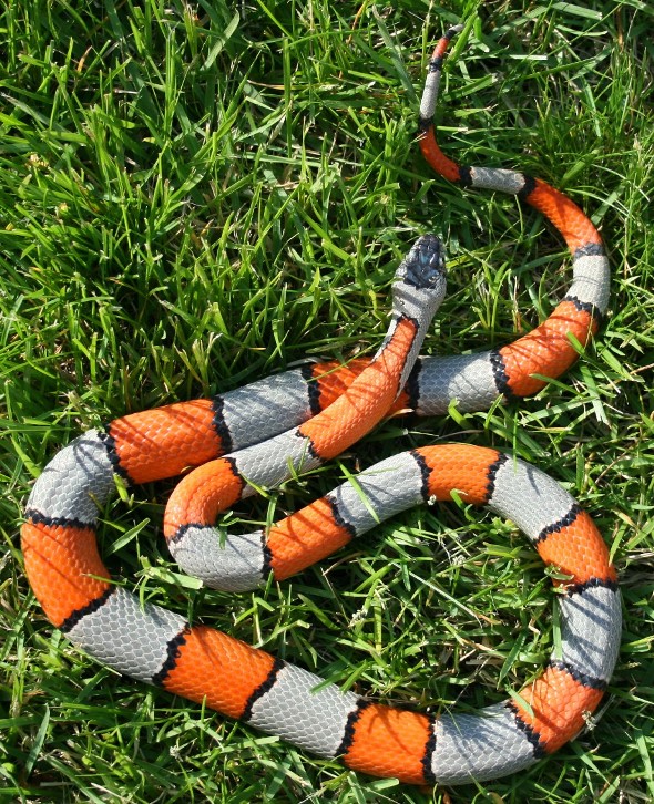 (M) grass