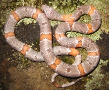 Black Gap Hypo (M)