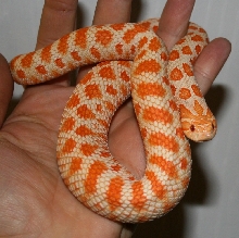 Hog (F) Red - hand