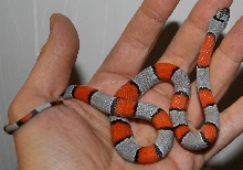 hatchling 07 (F)