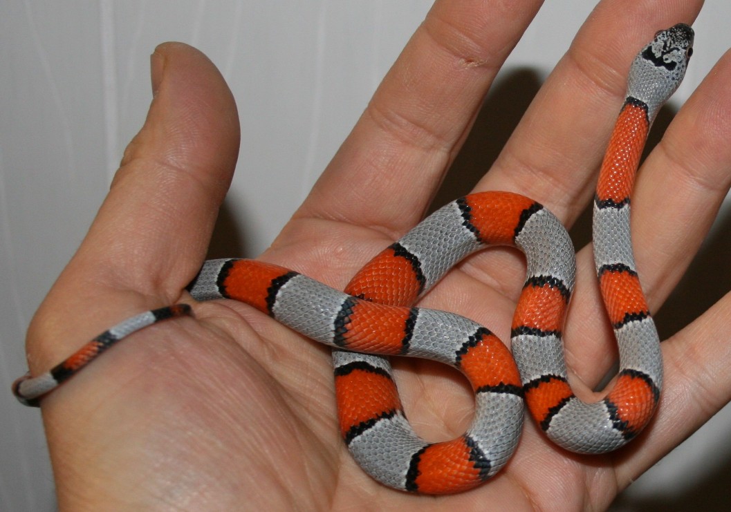 hatchling 07 (F)
