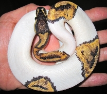 pied