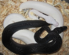 black / white