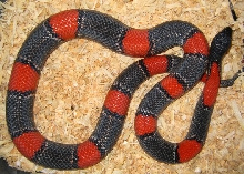 black female blairs