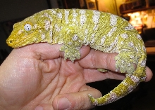 Nuu Ana Leachianus ~ Female