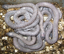 Speckled Alterna