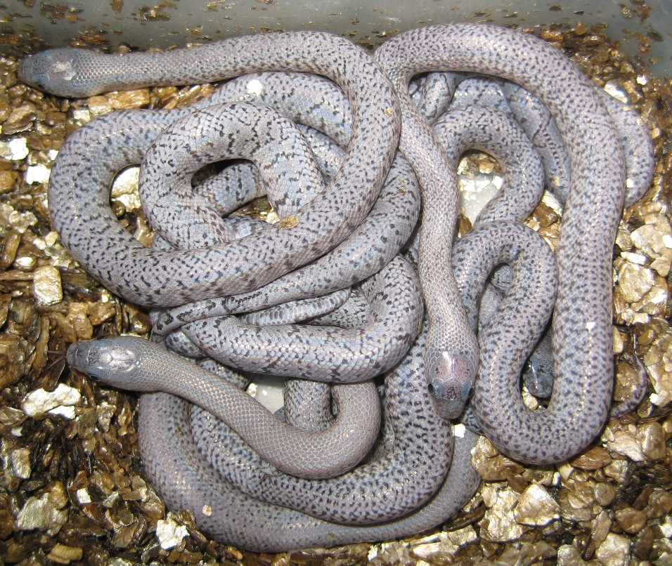 Speckled Alterna