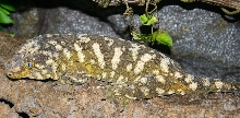 Leachi (Female)