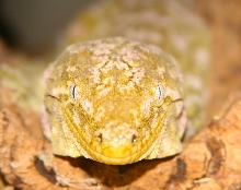 Nuu Ana Leachianus