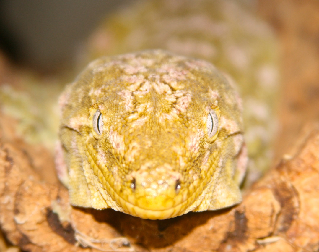 Nuu Ana Leachianus