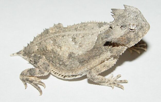 phrynosoma taurus