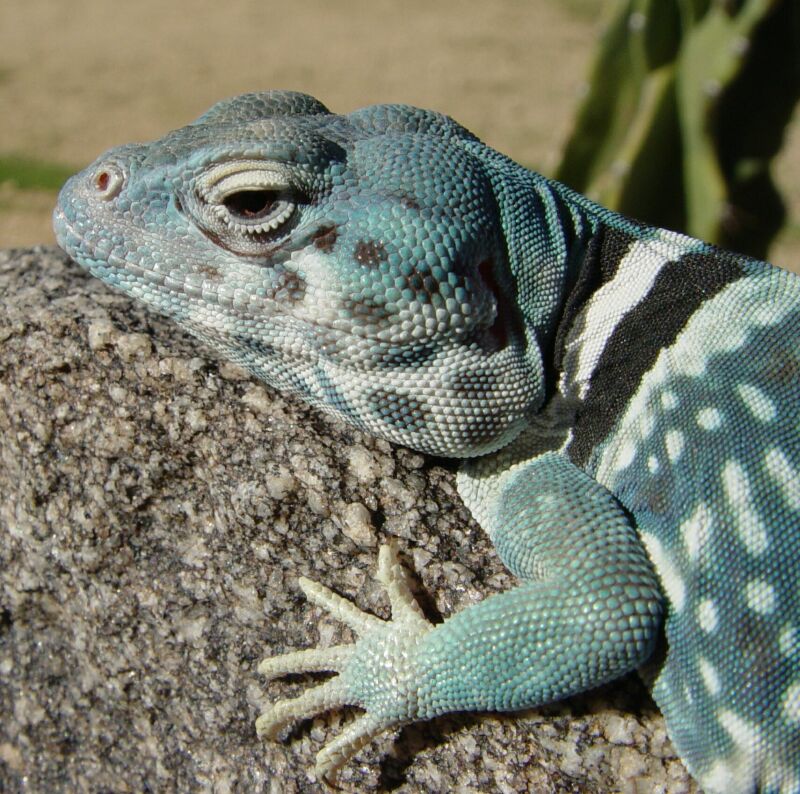 Dickersons Collared Lizard