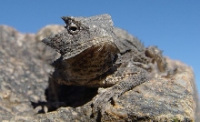 phrynosoma taurus