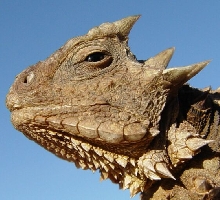 phrynosoma asio