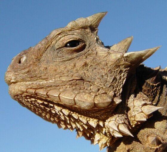 phrynosoma asio