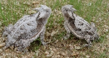 Taurus Couple