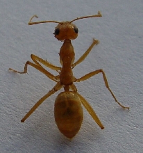 Ant