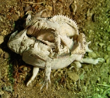 Taurus Mating