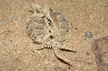 asio breeding