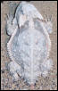 phrynosoma taurus