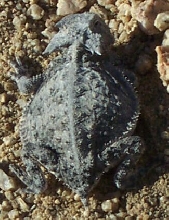 phrynosoma taurus