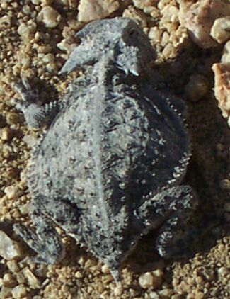 phrynosoma taurus