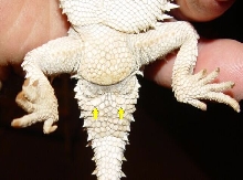 Male phrynosoma