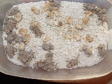 Texas Horned Lizard Hatchlings