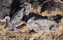 Bull Horned Lizards
