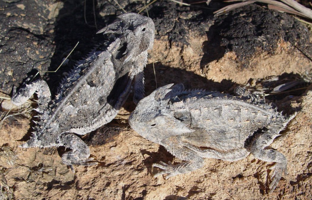 Bull Horned Lizards