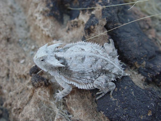 Female Bull Horned Lizard