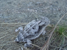 Male Bull Horned Lizard