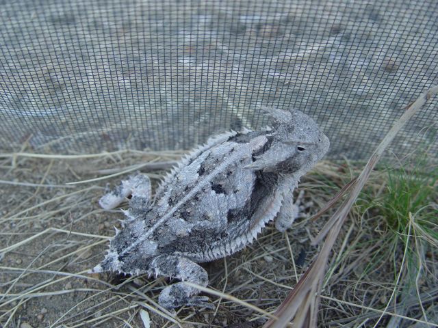 Male Bull Horned Lizard