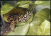 Dwarf Female 1-2