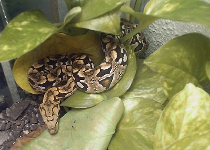 Dwarf Female 1-2
