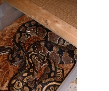 Black Pastel Breeding
