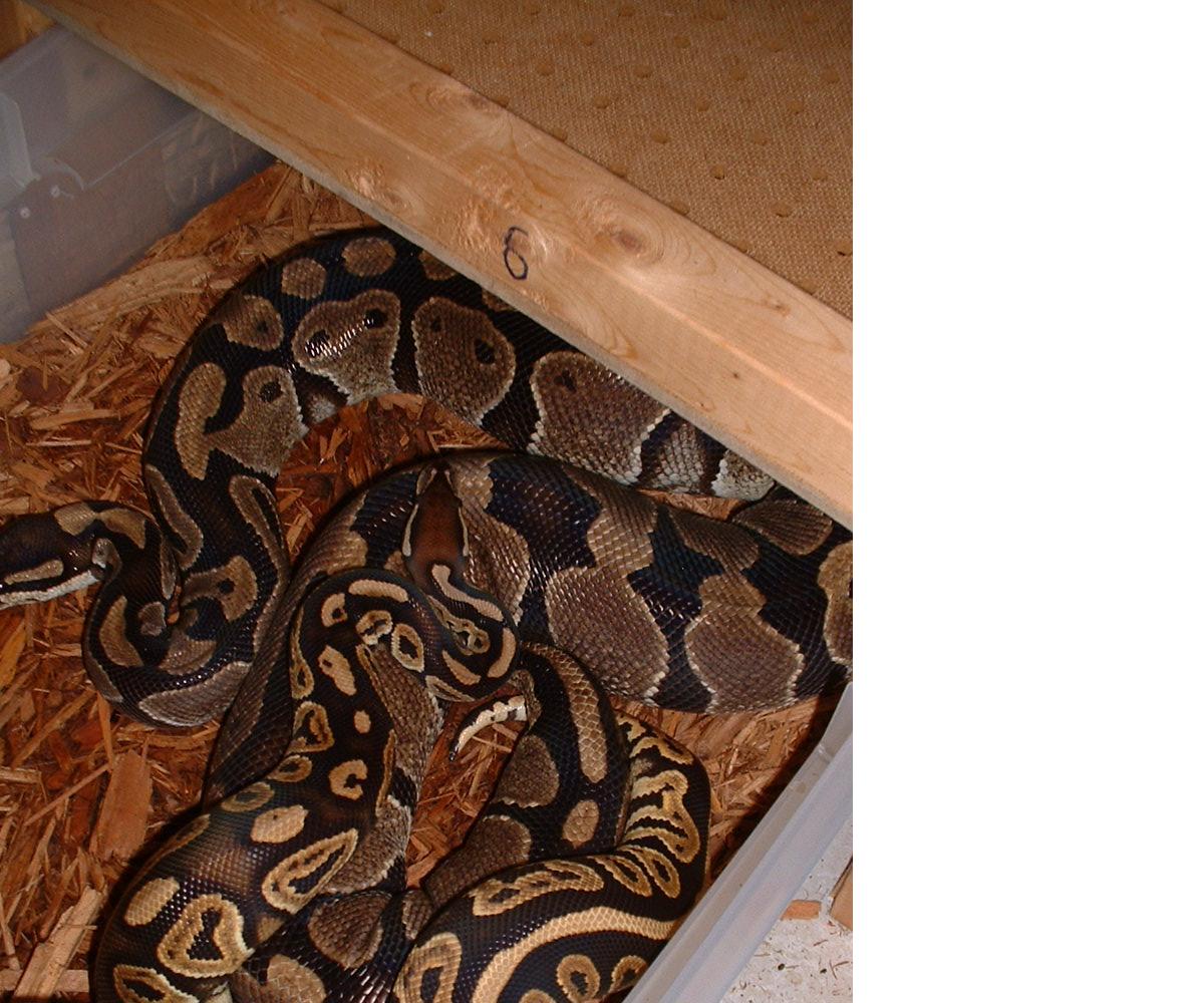 Black Pastel Breeding