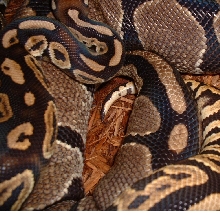Black Pastel Breeding 2