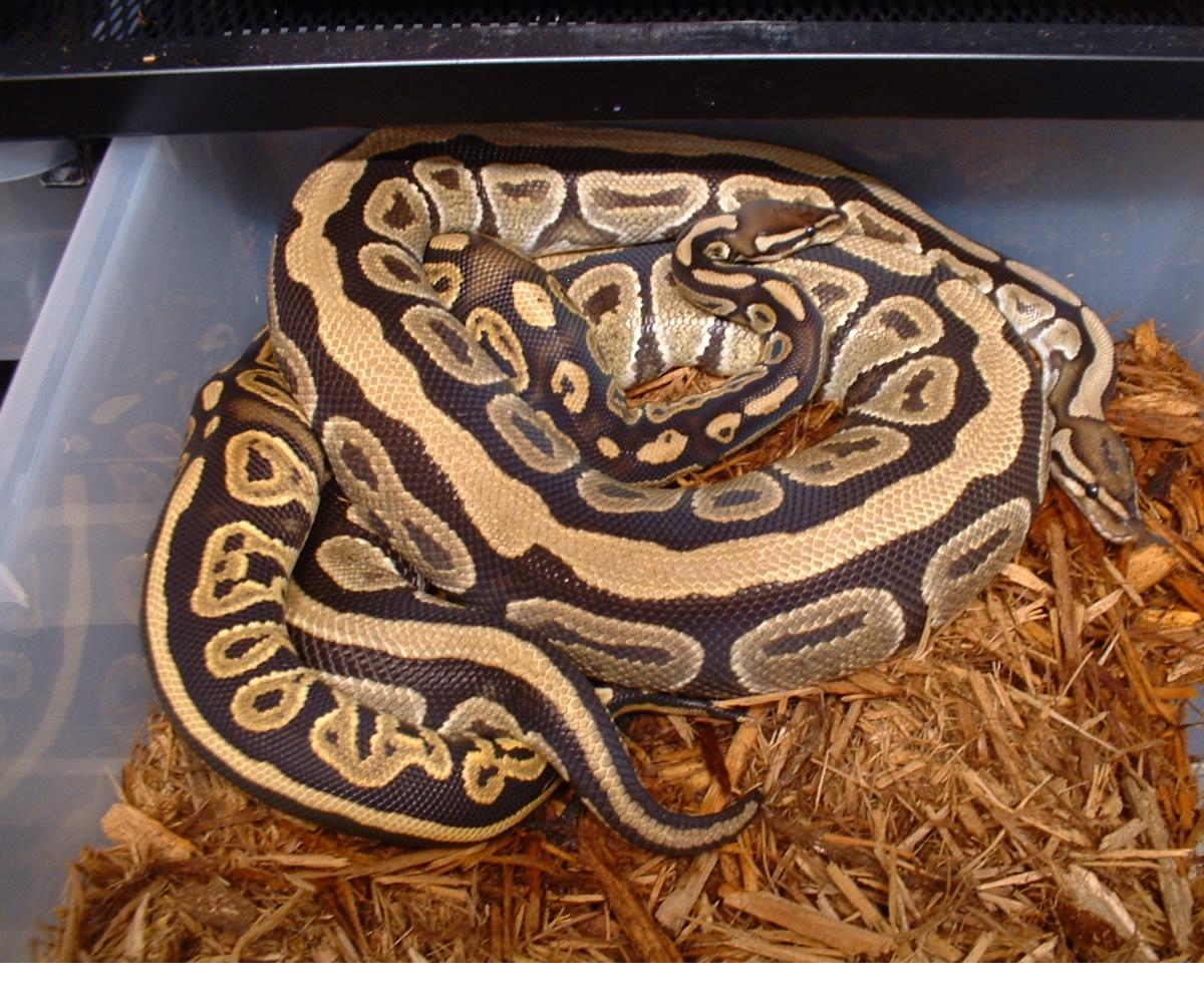 Blk Pastel Breeding
