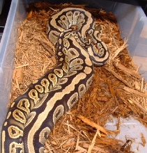 Black Pastel X New Line Hypo