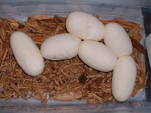 Eggs