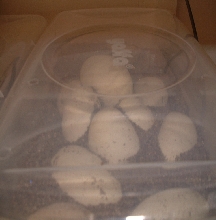 Eggs