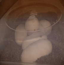 Eggs