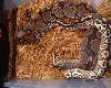 Breeding